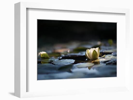 Reflection Pond-Ursula Abresch-Framed Photographic Print