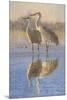 Reflections (Birds)-Kalon Baughan-Mounted Giclee Print