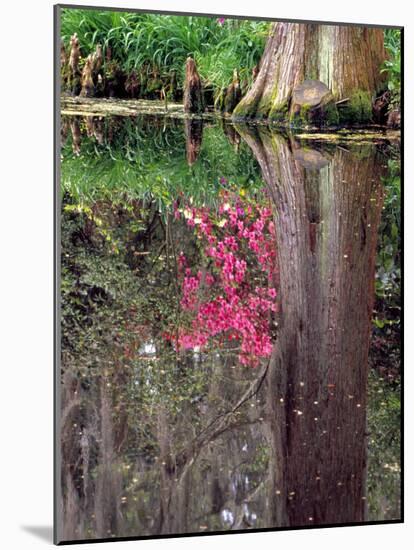 Reflections in Pond, Magnolia Plantation and Gardens, Charleston, South Carolina, USA-Julie Eggers-Mounted Photographic Print