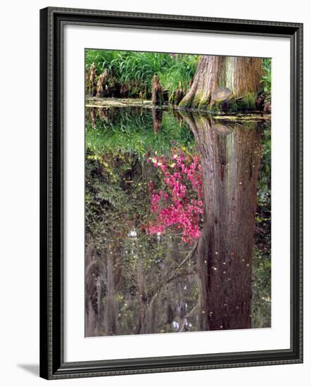 Reflections in Pond, Magnolia Plantation and Gardens, Charleston, South Carolina, USA-Julie Eggers-Framed Photographic Print
