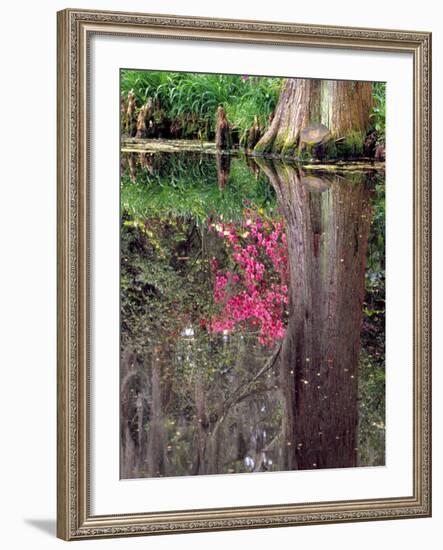 Reflections in Pond, Magnolia Plantation and Gardens, Charleston, South Carolina, USA-Julie Eggers-Framed Photographic Print