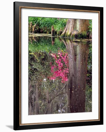 Reflections in Pond, Magnolia Plantation and Gardens, Charleston, South Carolina, USA-Julie Eggers-Framed Photographic Print