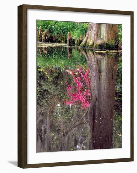 Reflections in Pond, Magnolia Plantation and Gardens, Charleston, South Carolina, USA-Julie Eggers-Framed Photographic Print