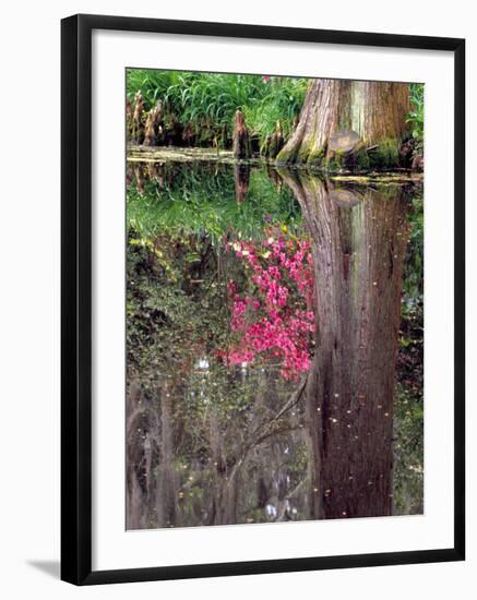 Reflections in Pond, Magnolia Plantation and Gardens, Charleston, South Carolina, USA-Julie Eggers-Framed Photographic Print