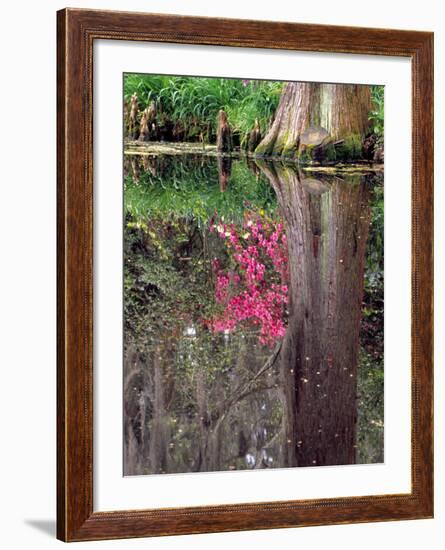 Reflections in Pond, Magnolia Plantation and Gardens, Charleston, South Carolina, USA-Julie Eggers-Framed Photographic Print