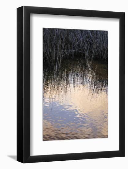 Reflections, Merritt Island National Wildlife Refuge, Titusville, Florida, USA-Maresa Pryor-Framed Photographic Print