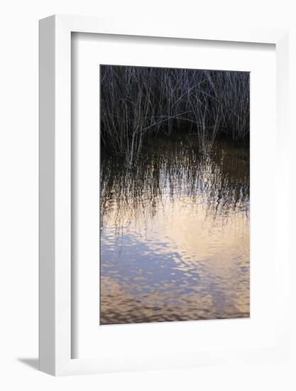 Reflections, Merritt Island National Wildlife Refuge, Titusville, Florida, USA-Maresa Pryor-Framed Photographic Print