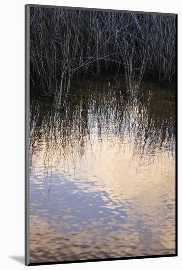 Reflections, Merritt Island National Wildlife Refuge, Titusville, Florida, USA-Maresa Pryor-Mounted Photographic Print