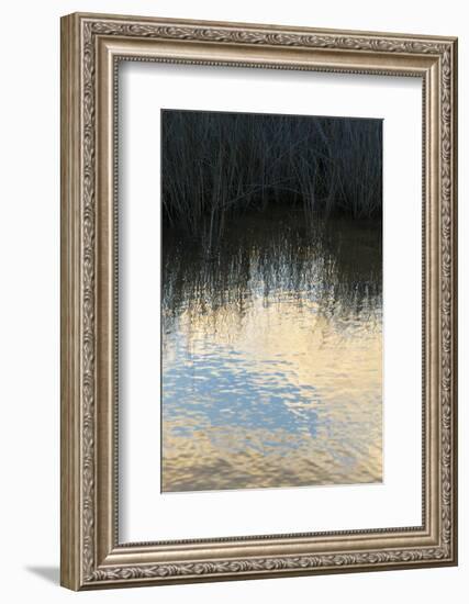 Reflections, Merritt Island National Wildlife Refuge, Titusville, Florida, USA-Maresa Pryor-Framed Photographic Print