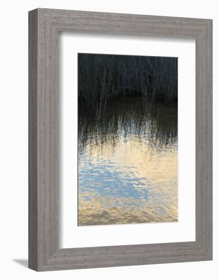 Reflections, Merritt Island National Wildlife Refuge, Titusville, Florida, USA-Maresa Pryor-Framed Photographic Print