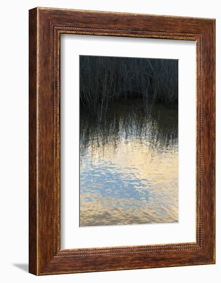 Reflections, Merritt Island National Wildlife Refuge, Titusville, Florida, USA-Maresa Pryor-Framed Photographic Print