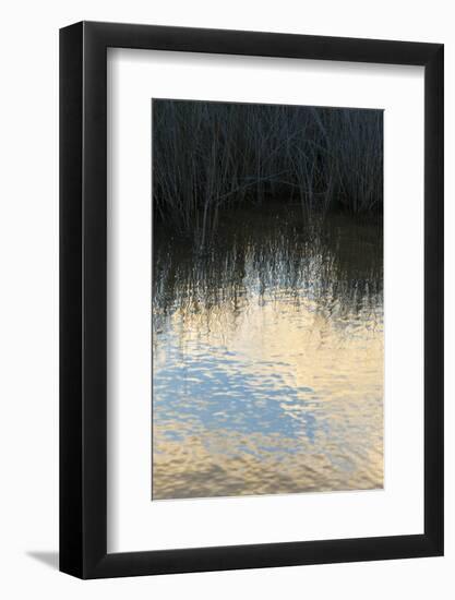 Reflections, Merritt Island National Wildlife Refuge, Titusville, Florida, USA-Maresa Pryor-Framed Photographic Print