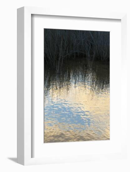 Reflections, Merritt Island National Wildlife Refuge, Titusville, Florida, USA-Maresa Pryor-Framed Photographic Print