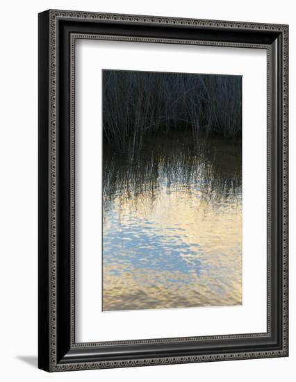 Reflections, Merritt Island National Wildlife Refuge, Titusville, Florida, USA-Maresa Pryor-Framed Photographic Print