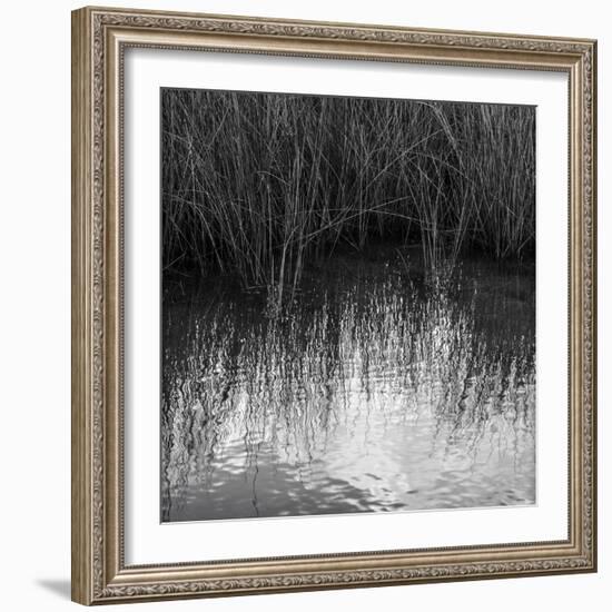 Reflections, Merritt Island National Wildlife Refuge, Titusville, Florida, USA-Maresa Pryor-Framed Photographic Print