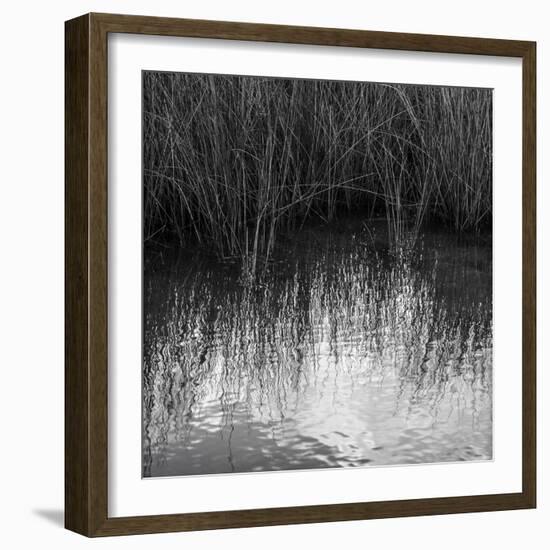 Reflections, Merritt Island National Wildlife Refuge, Titusville, Florida, USA-Maresa Pryor-Framed Photographic Print