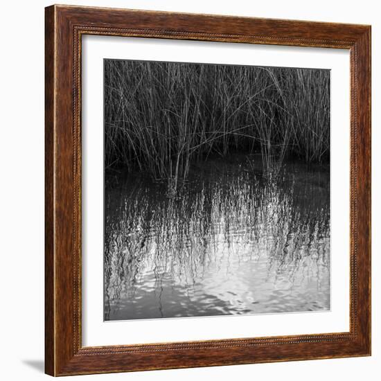 Reflections, Merritt Island National Wildlife Refuge, Titusville, Florida, USA-Maresa Pryor-Framed Photographic Print