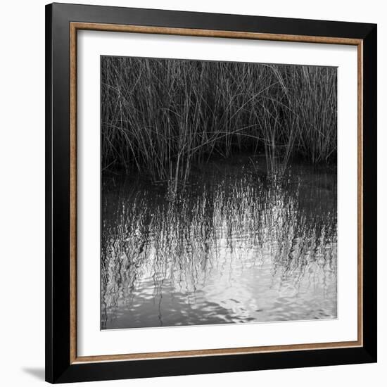 Reflections, Merritt Island National Wildlife Refuge, Titusville, Florida, USA-Maresa Pryor-Framed Photographic Print