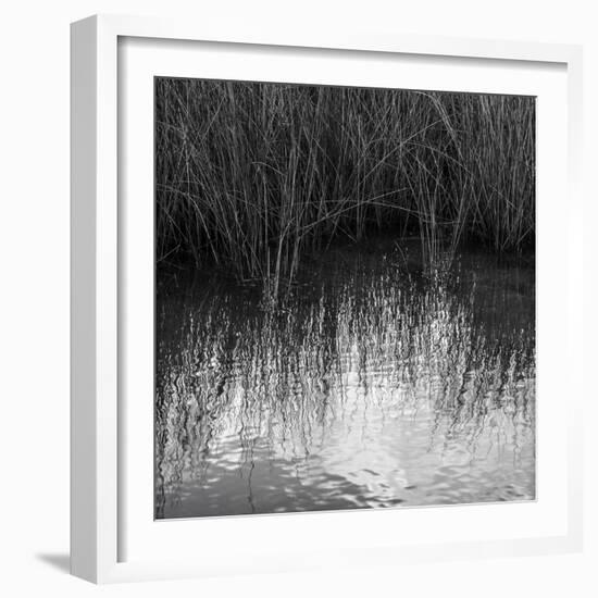 Reflections, Merritt Island National Wildlife Refuge, Titusville, Florida, USA-Maresa Pryor-Framed Photographic Print