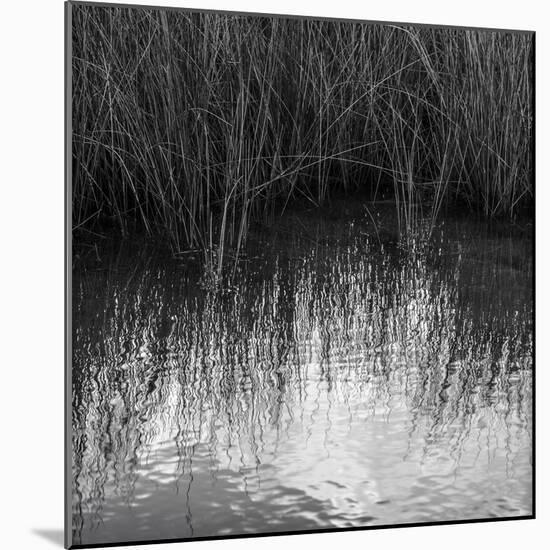 Reflections, Merritt Island National Wildlife Refuge, Titusville, Florida, USA-Maresa Pryor-Mounted Photographic Print