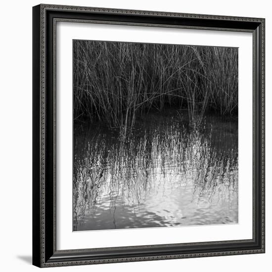 Reflections, Merritt Island National Wildlife Refuge, Titusville, Florida, USA-Maresa Pryor-Framed Photographic Print