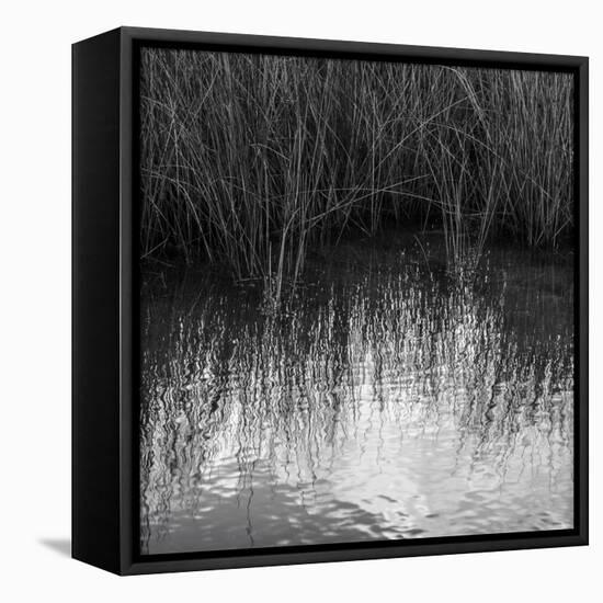 Reflections, Merritt Island National Wildlife Refuge, Titusville, Florida, USA-Maresa Pryor-Framed Premier Image Canvas