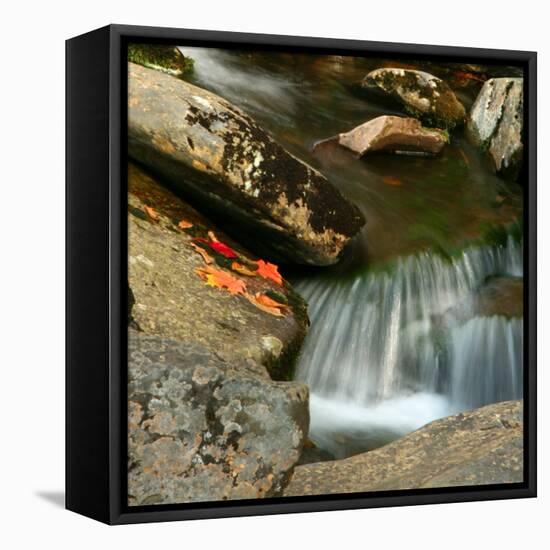 Reflections of autumn color in rocky creek, Smoky Mountains National Park, Tennessee, USA-Anna Miller-Framed Premier Image Canvas