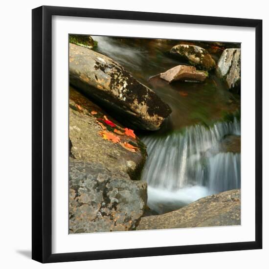 Reflections of autumn color in rocky creek, Smoky Mountains National Park, Tennessee, USA-Anna Miller-Framed Photographic Print