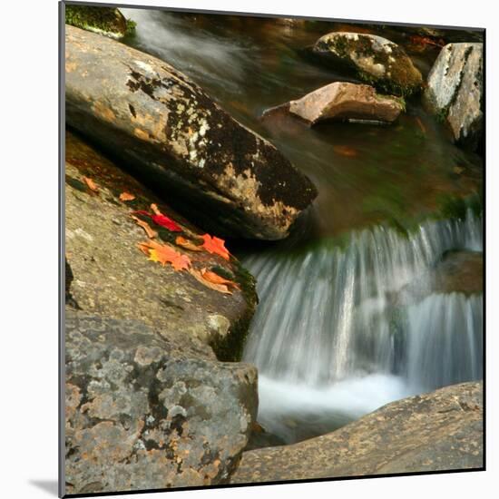 Reflections of autumn color in rocky creek, Smoky Mountains National Park, Tennessee, USA-Anna Miller-Mounted Photographic Print