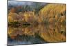 Reflections of Autumn Colours In Loch-Adrian Bicker-Mounted Photographic Print