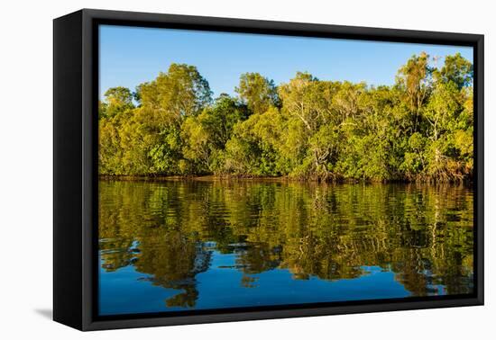 Reflections of mangroves in Pumicestone Passage, Queensland, Australia-Mark A Johnson-Framed Premier Image Canvas