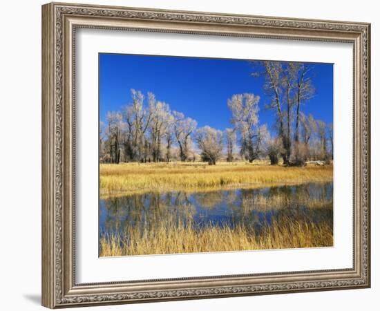 Reflections of Trees and Rushes in River, Bear River, Evanston, Wyoming, USA-Scott T^ Smith-Framed Photographic Print