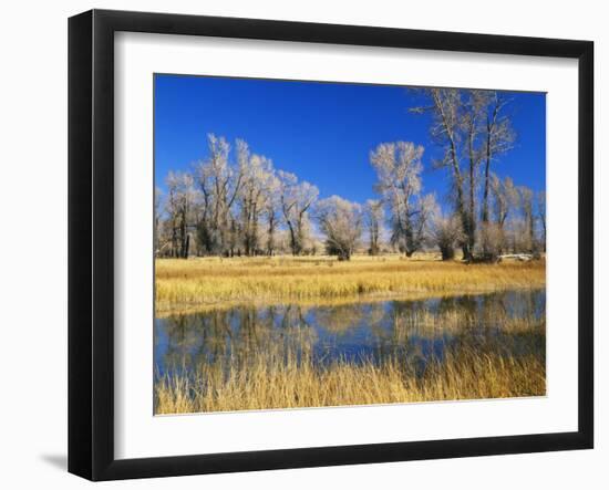 Reflections of Trees and Rushes in River, Bear River, Evanston, Wyoming, USA-Scott T^ Smith-Framed Photographic Print