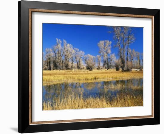 Reflections of Trees and Rushes in River, Bear River, Evanston, Wyoming, USA-Scott T^ Smith-Framed Photographic Print