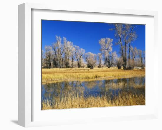 Reflections of Trees and Rushes in River, Bear River, Evanston, Wyoming, USA-Scott T^ Smith-Framed Photographic Print