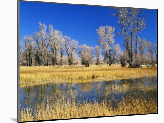 Reflections of Trees and Rushes in River, Bear River, Evanston, Wyoming, USA-Scott T^ Smith-Mounted Photographic Print