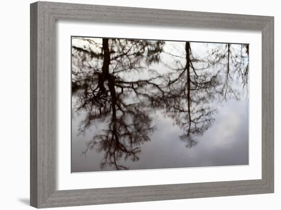 Reflections of Trees in Water-Mark Sunderland-Framed Photographic Print