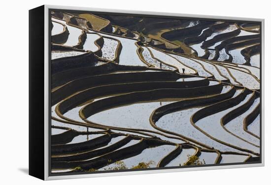 Reflections Off Water Filled Rice Terraces, Yuanyang, Honghe, China-Peter Adams-Framed Premier Image Canvas