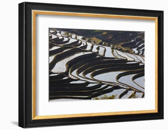 Reflections Off Water Filled Rice Terraces, Yuanyang, Honghe, China-Peter Adams-Framed Photographic Print