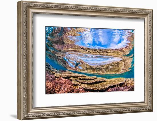 Reflections on a coral reef-Underwater view of a wave breaking over a coral reef-Mark A Johnson-Framed Photographic Print