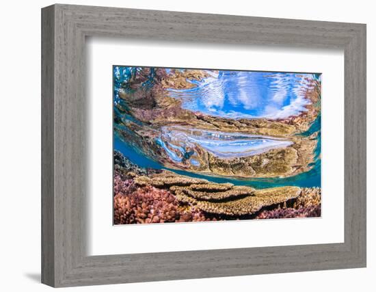 Reflections on a coral reef-Underwater view of a wave breaking over a coral reef-Mark A Johnson-Framed Photographic Print
