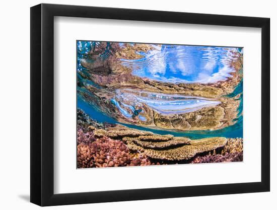 Reflections on a coral reef-Underwater view of a wave breaking over a coral reef-Mark A Johnson-Framed Photographic Print