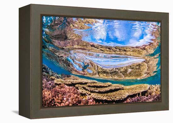 Reflections on a coral reef-Underwater view of a wave breaking over a coral reef-Mark A Johnson-Framed Premier Image Canvas