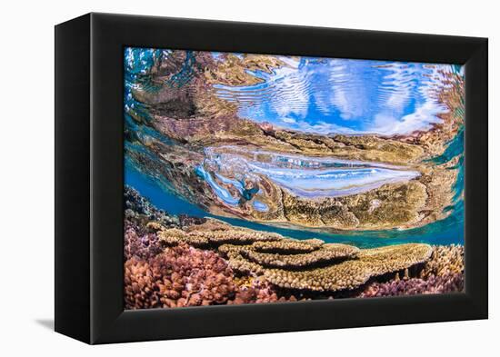 Reflections on a coral reef-Underwater view of a wave breaking over a coral reef-Mark A Johnson-Framed Premier Image Canvas