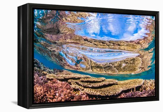 Reflections on a coral reef-Underwater view of a wave breaking over a coral reef-Mark A Johnson-Framed Premier Image Canvas