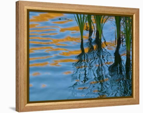 Reflections on Malheur River at Sunset, Oregon, USA-Nancy Rotenberg-Framed Premier Image Canvas