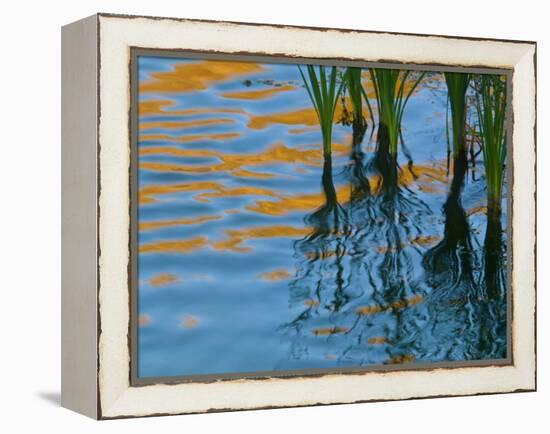 Reflections on Malheur River at Sunset, Oregon, USA-Nancy Rotenberg-Framed Premier Image Canvas