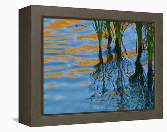 Reflections on Malheur River at Sunset, Oregon, USA-Nancy Rotenberg-Framed Premier Image Canvas