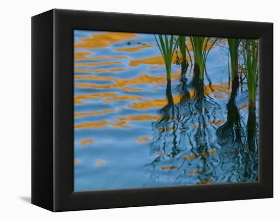 Reflections on Malheur River at Sunset, Oregon, USA-Nancy Rotenberg-Framed Premier Image Canvas