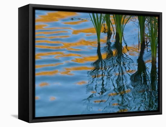 Reflections on Malheur River at Sunset, Oregon, USA-Nancy Rotenberg-Framed Premier Image Canvas